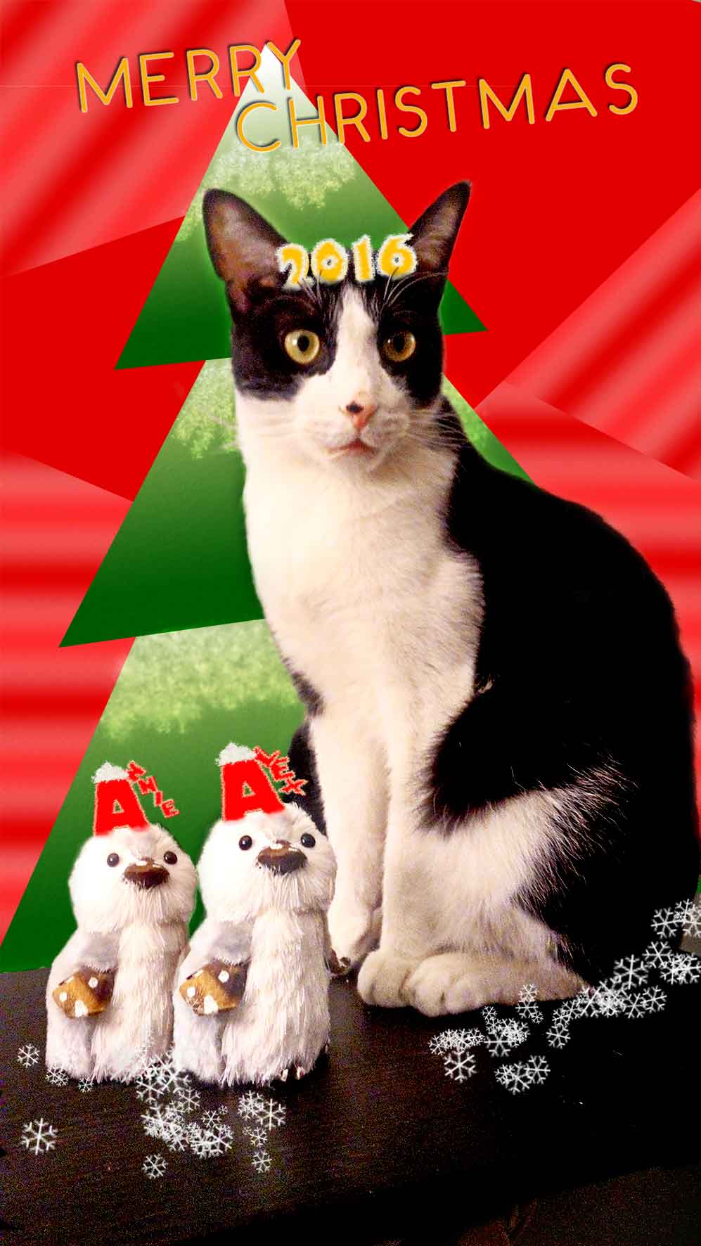 photo composition christmas card cat