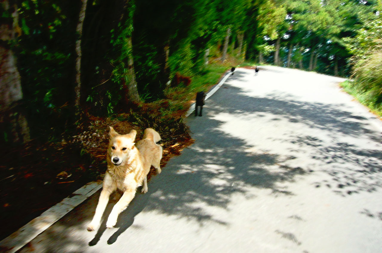 dog running motion blur photo editing