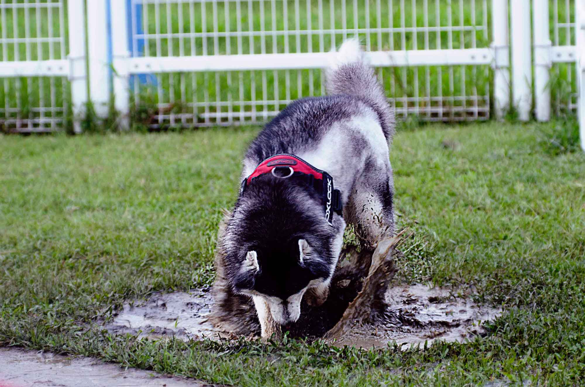 dog digging vivid motion photo editing